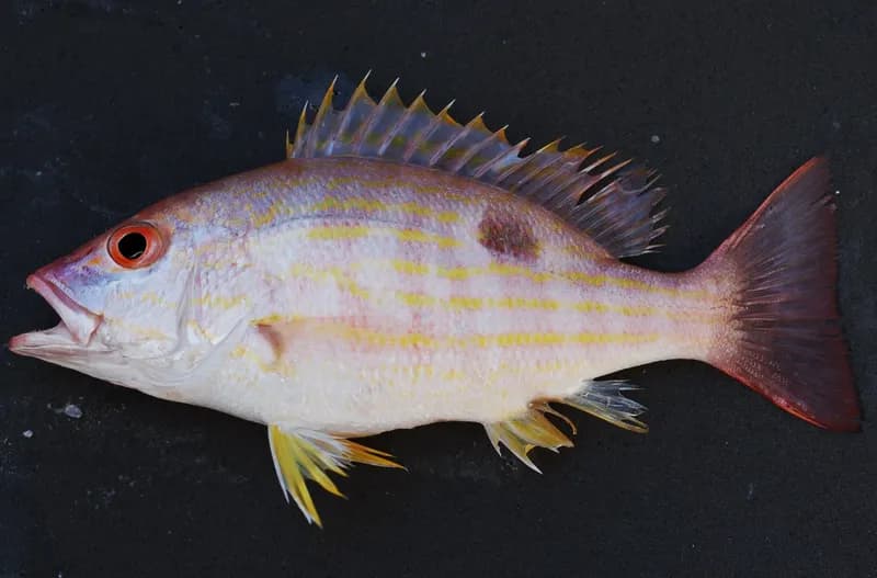 Lane Snapper (Lutjanus synagris) — 1/2–3/4 lb export grade