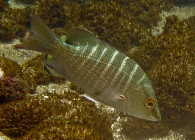 Brazilian Snapper (Lutjanus alexandrei) — 1/2–3/4 lb export grade