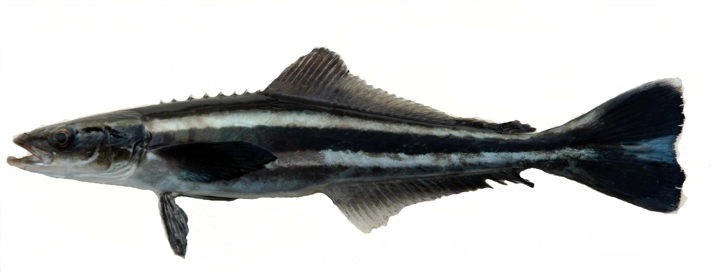 Cobia (Rachycentron canadum) — 10–20 lb export grade