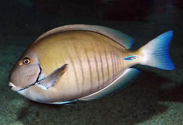 Doctor Fish (Acanthurus spp.) — 1/2–3/4 lb export grade
