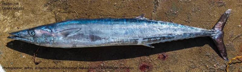 Wahoo (Acanthocybium solandri) — 10–20 lb export grade