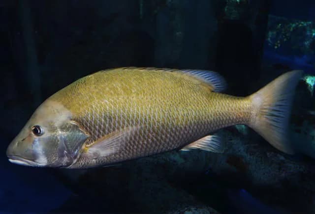 Dog Snapper (Lutjanus jocu) — 1–2 lb export grade