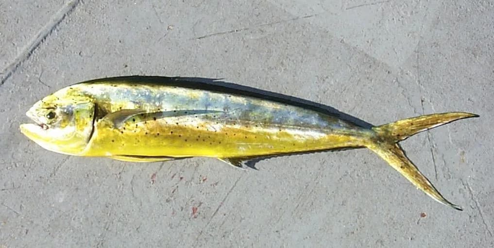 Mahi-mahi (Coryphaena hippurus) — 10–15 lb export grade