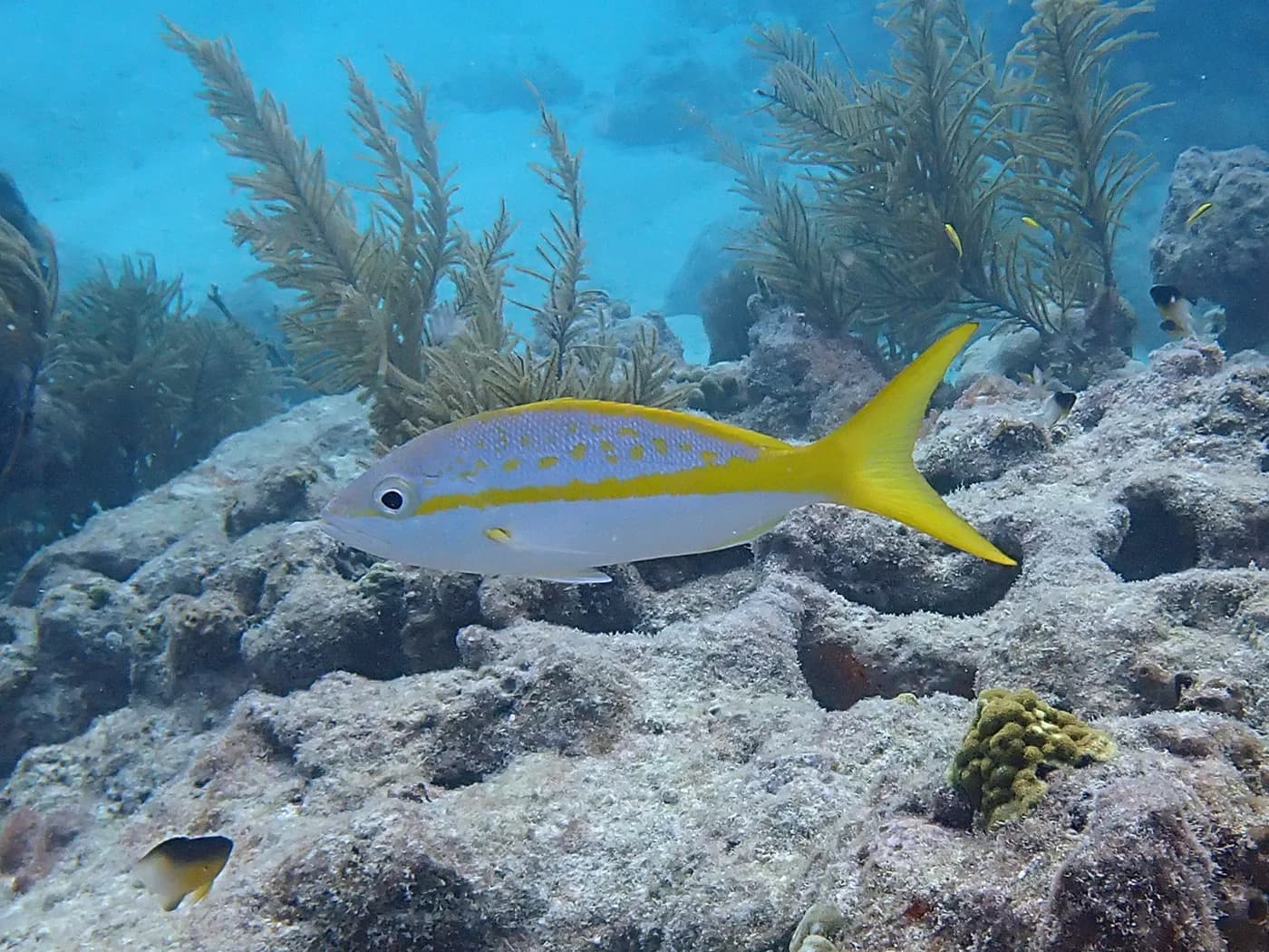 Yellowtail Snapper (Ocyurus chrysurus) — 1/2–3/4 lb export grade