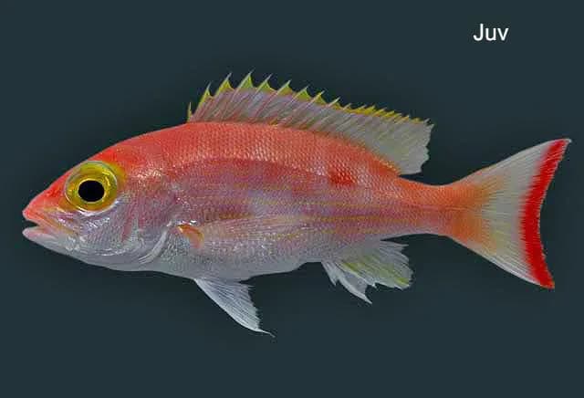 Silk Snapper (Lutjanus vivanus) — 1/2–3/4 lb export grade