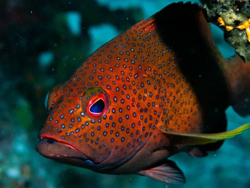 Strawberry Grouper (Cephalopholis fulva) — 1/4–1/2 lb export grade