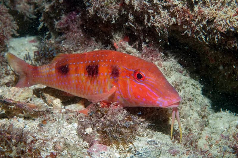 Spotted Goatfish (Pseudupeneus maculatus) — 1/4–1/2 lb export grade